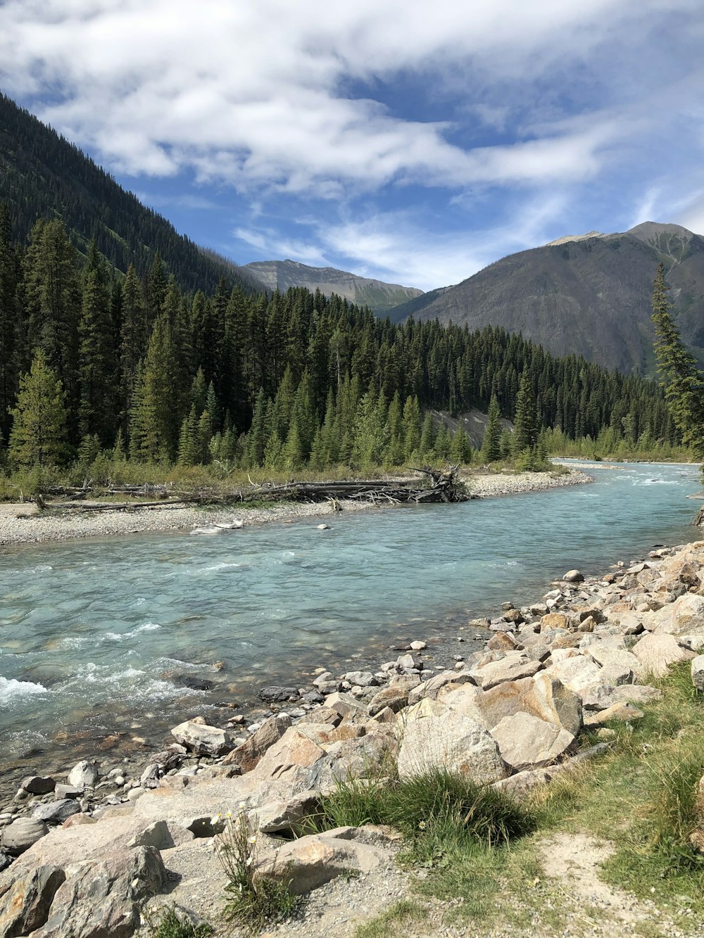 pins verts près de la rivière pendant la journée