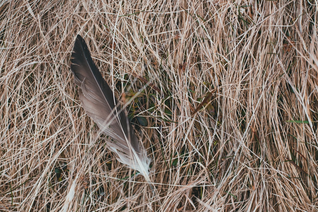 black and white bird on brown wheat field during daytime