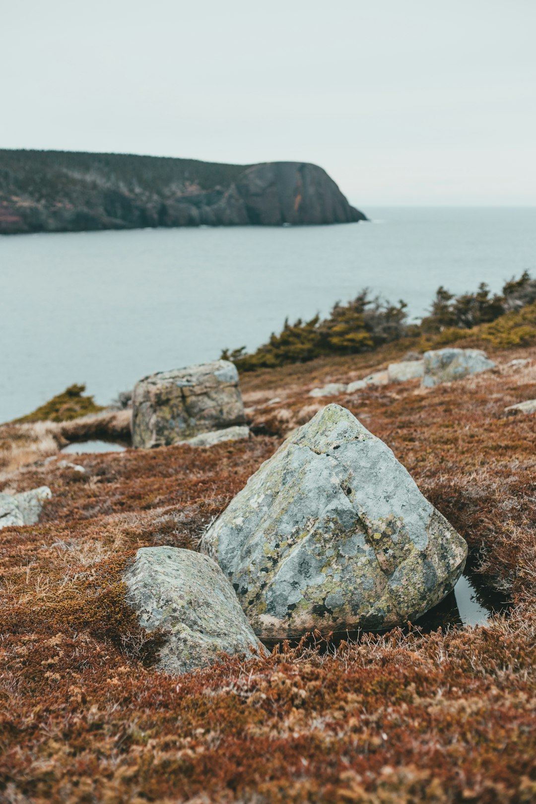 gray rock on brown grass near body of water during daytime