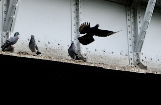 A group of pigeons is perched on a metal beam under a bridge. One pigeon is captured mid-flight, its wings spread open. The metal beam is grey and weathered, with visible bolts and rivets.