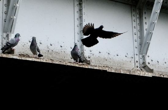A group of pigeons is perched on a metal beam under a bridge. One pigeon is captured mid-flight, its wings spread open. The metal beam is grey and weathered, with visible bolts and rivets.