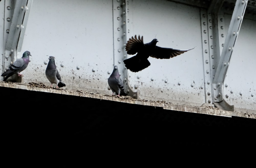 flock of pigeons on white wall