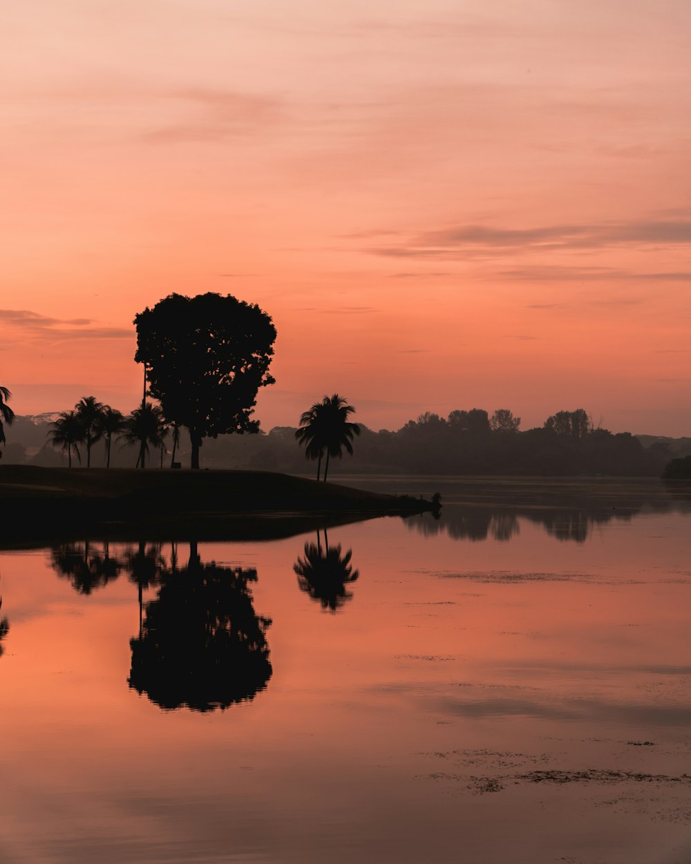 silhouette of trees near body of water during sunset