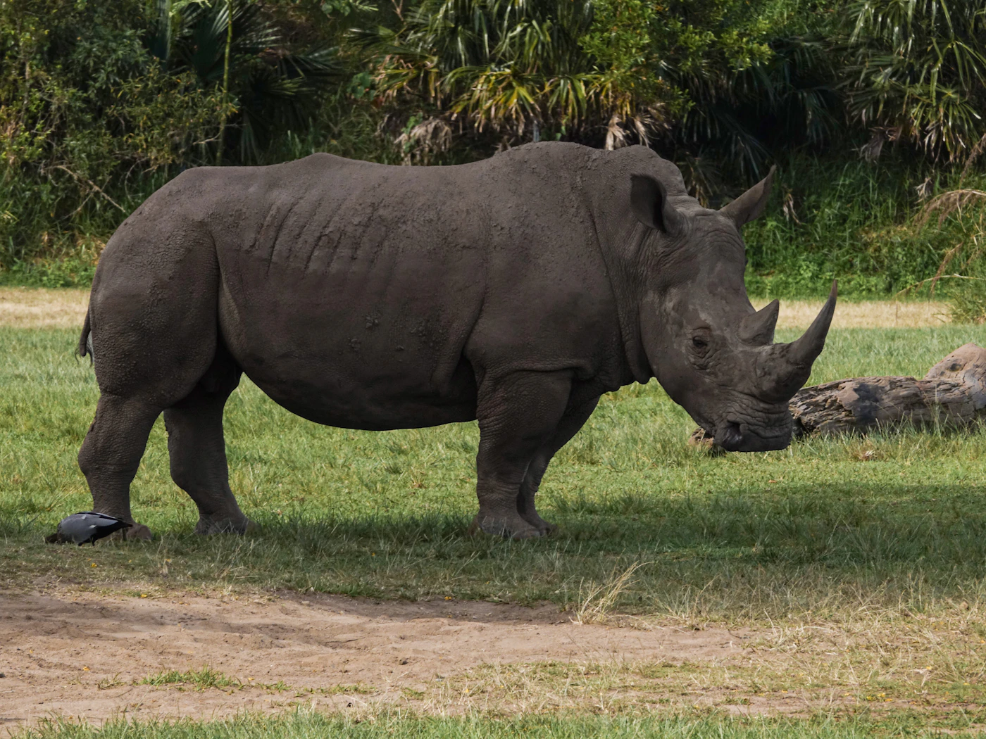 Black rhinoceros in a grassy habitat, illustrative wildlife photography