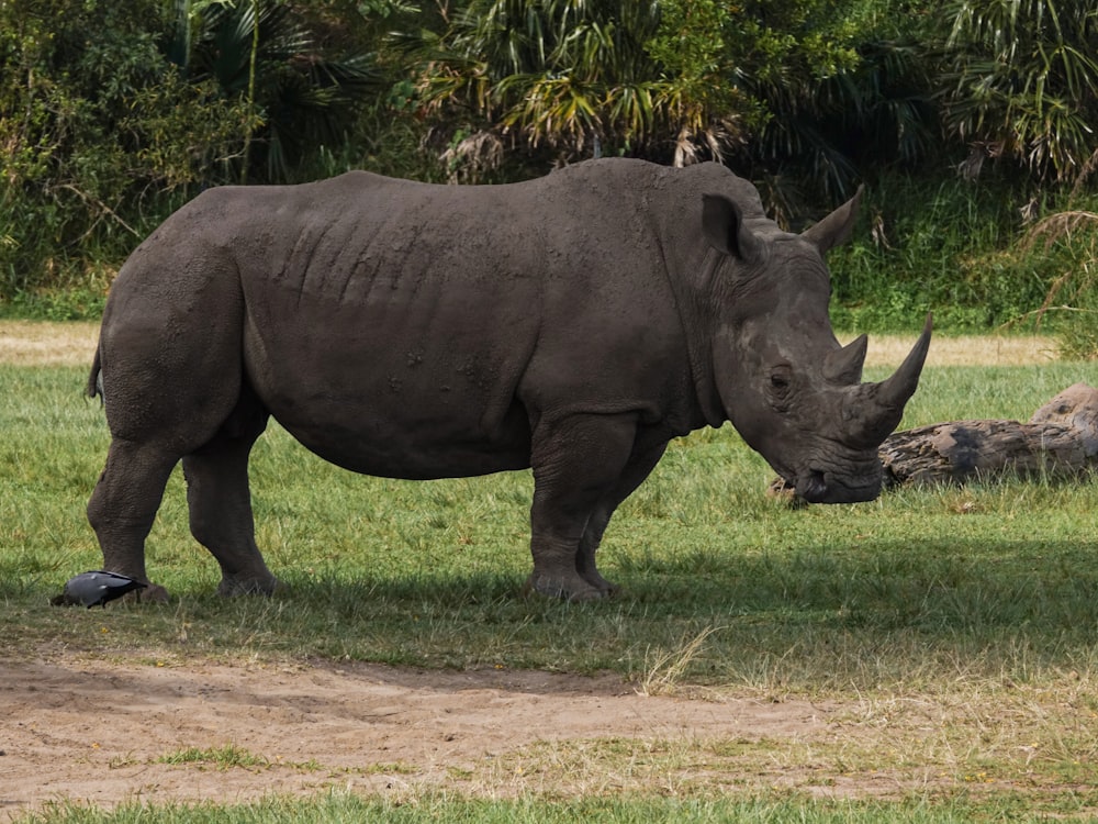 rhinocéros noir sur un champ d’herbe verte pendant la journée