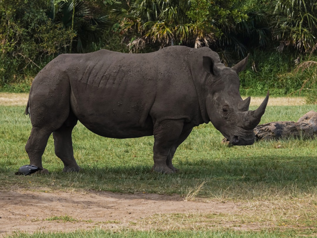Rhino Renaissance