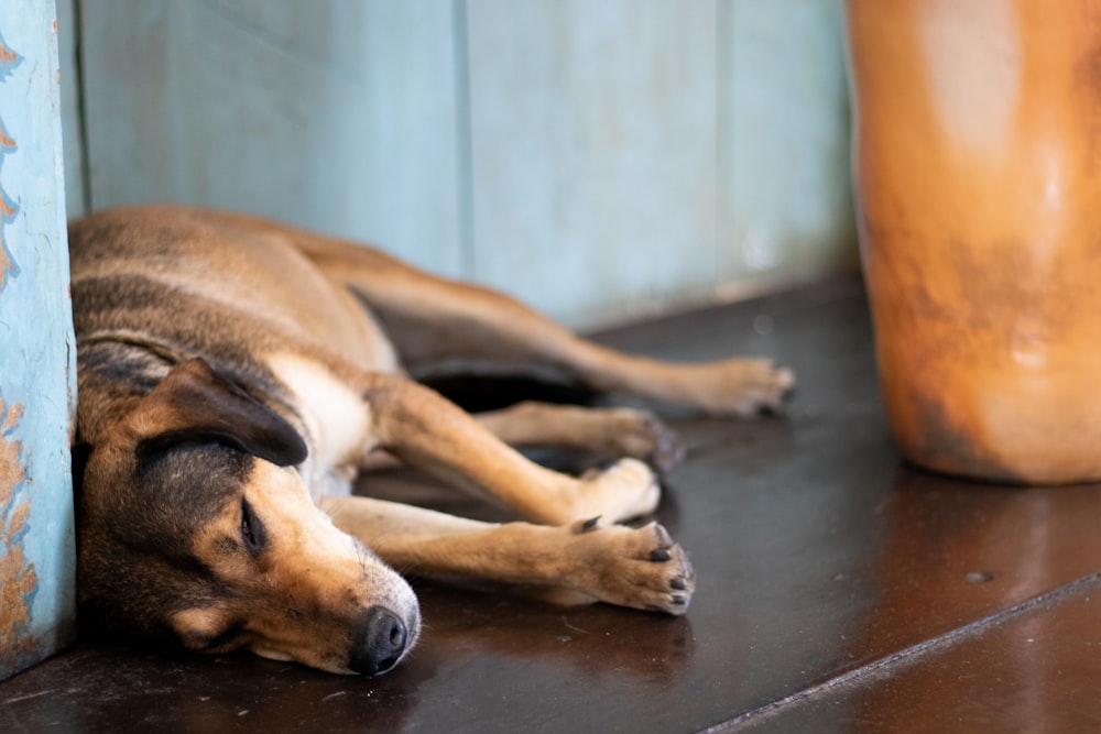 brown and white short coated dog lying on brown wooden floor