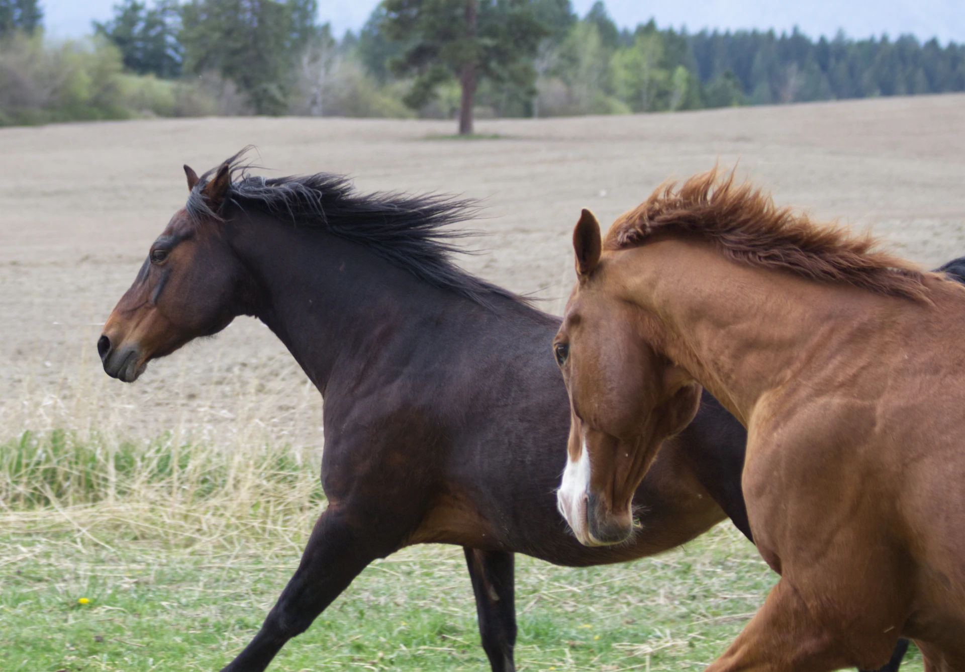 brown horse on green grass field during daytime