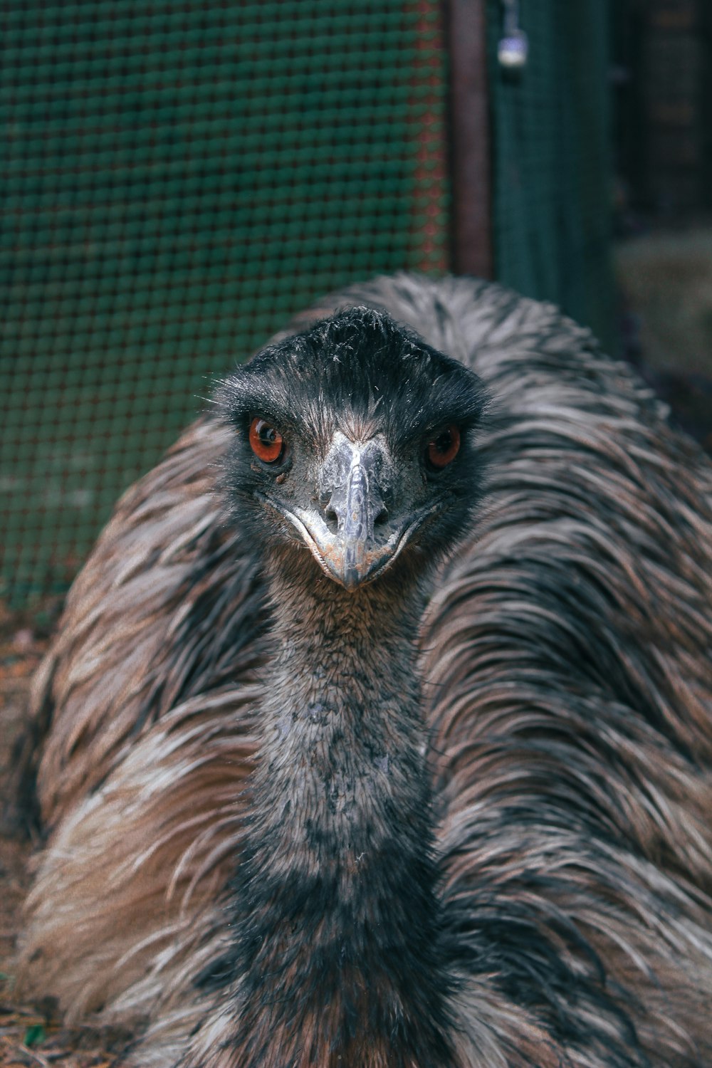 brown and black ostrich head