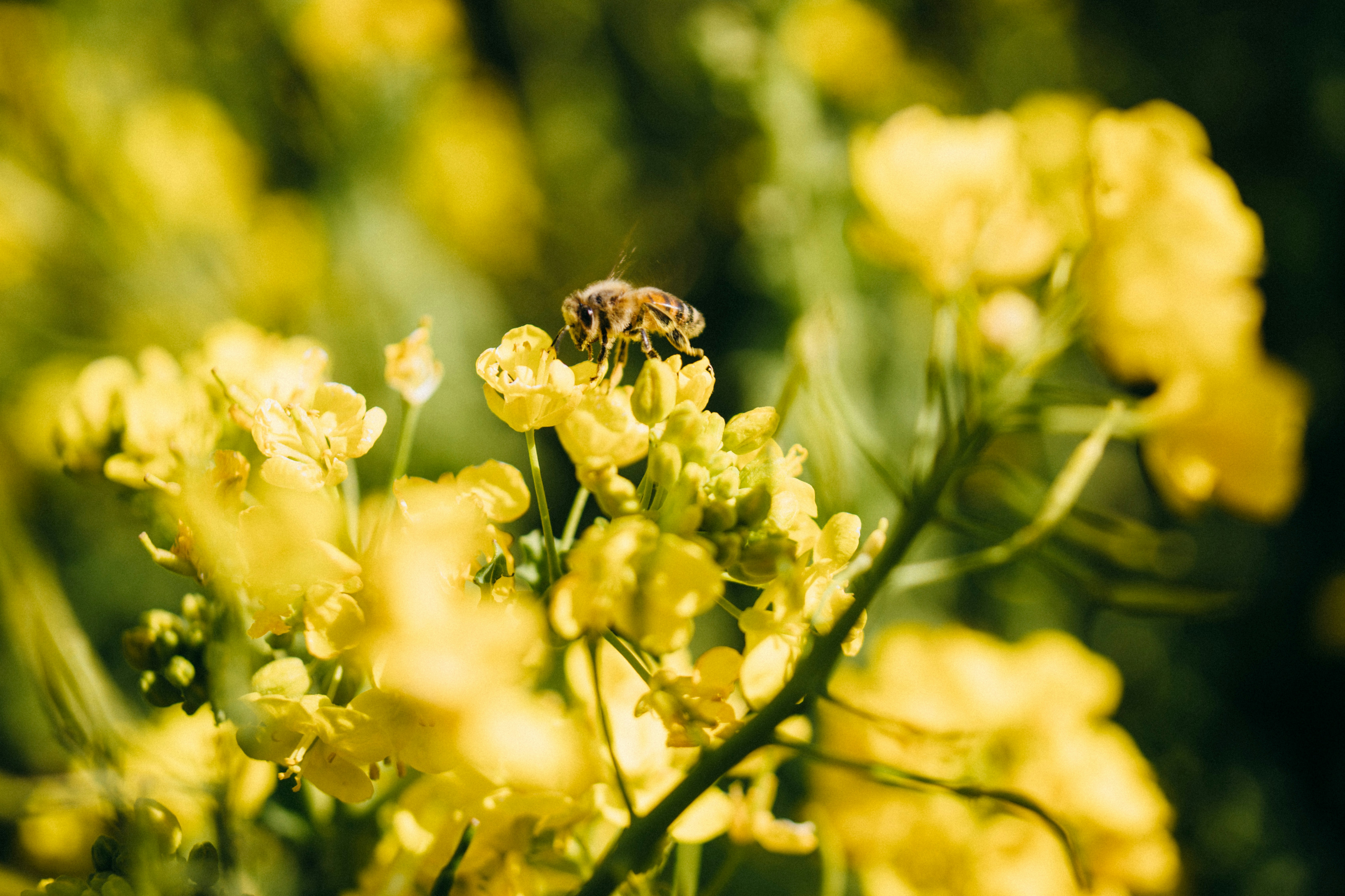 Photo by tsuyoshikozu