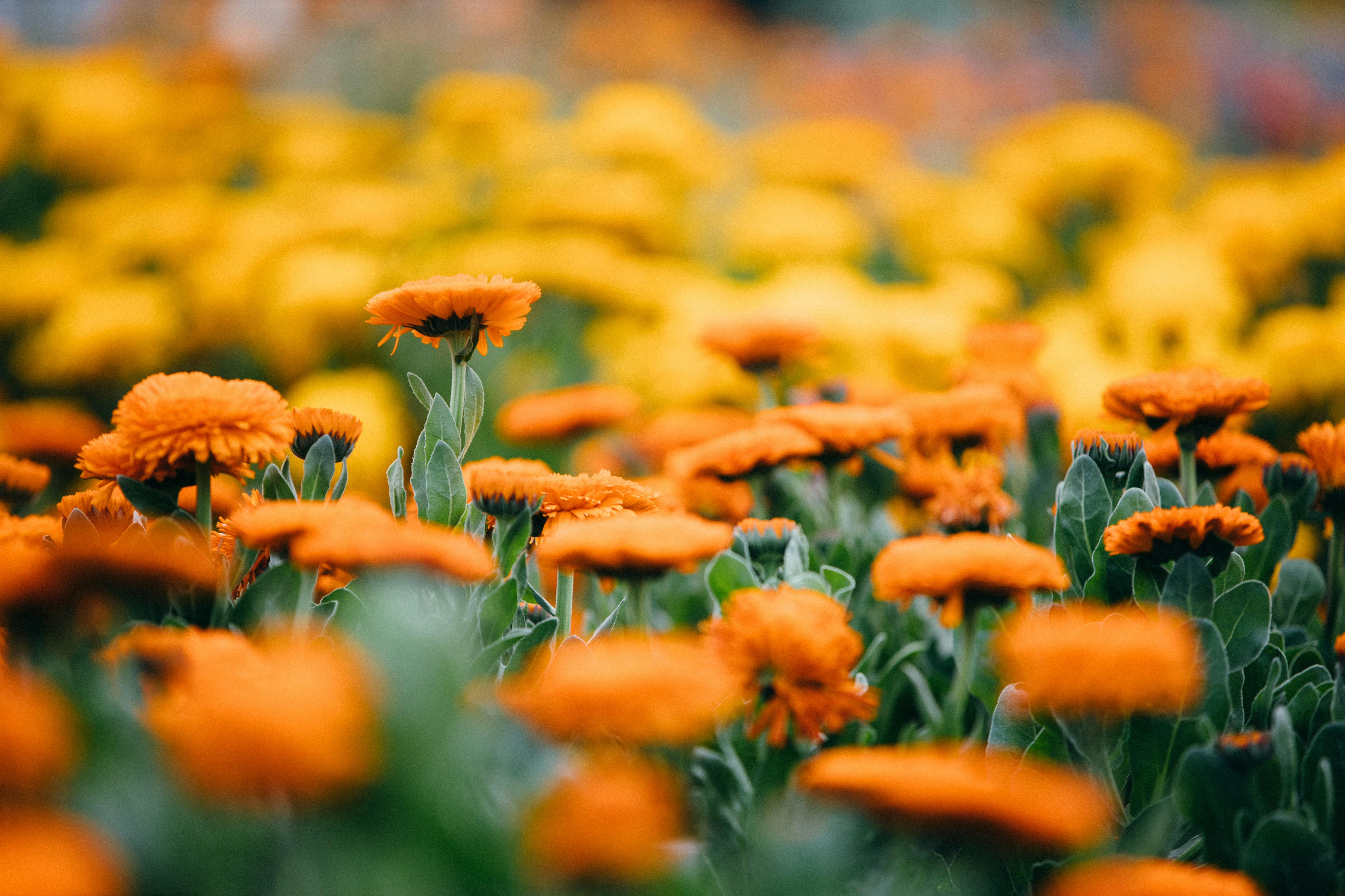 Photo by tsuyoshikozu