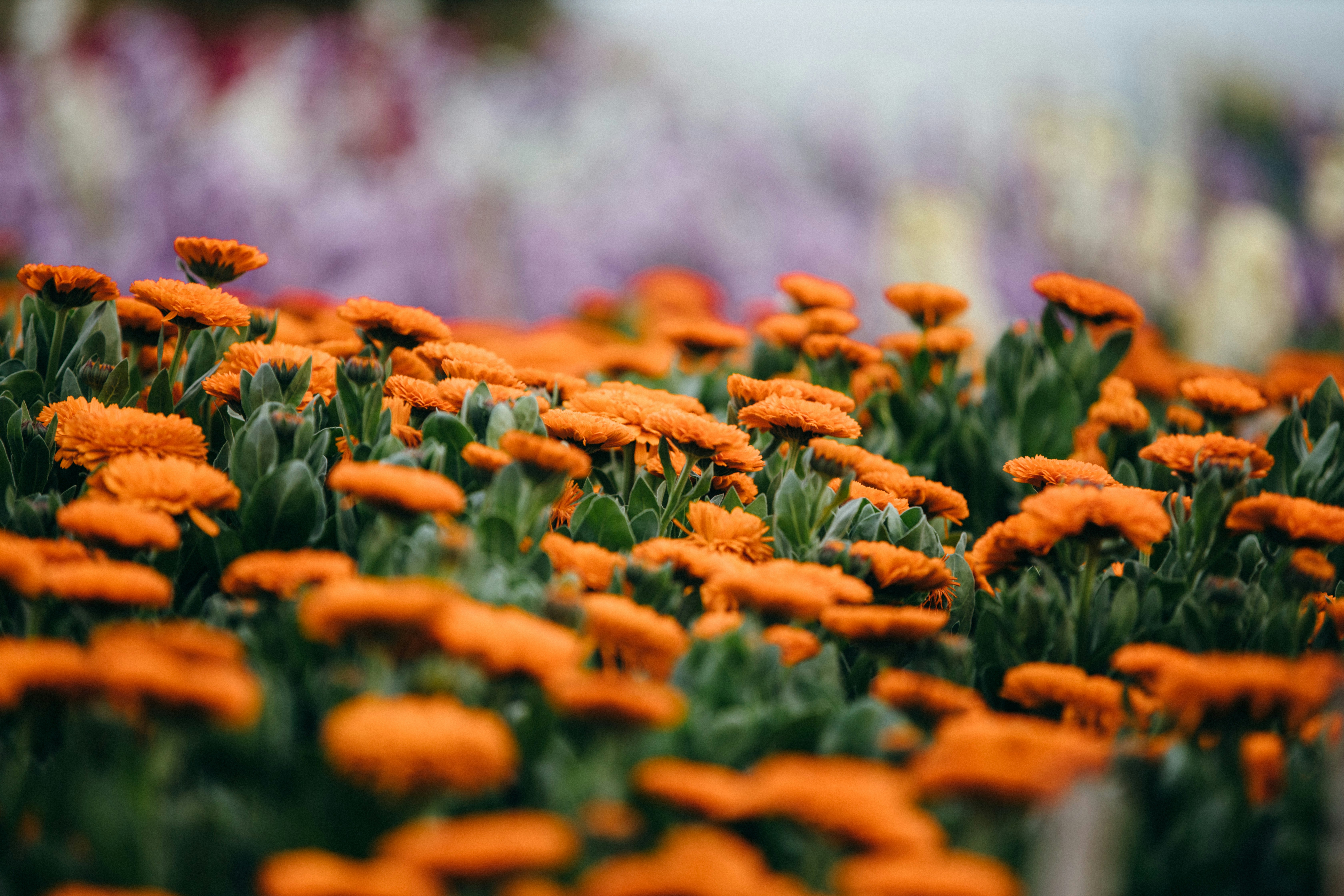 Photo by tsuyoshikozu