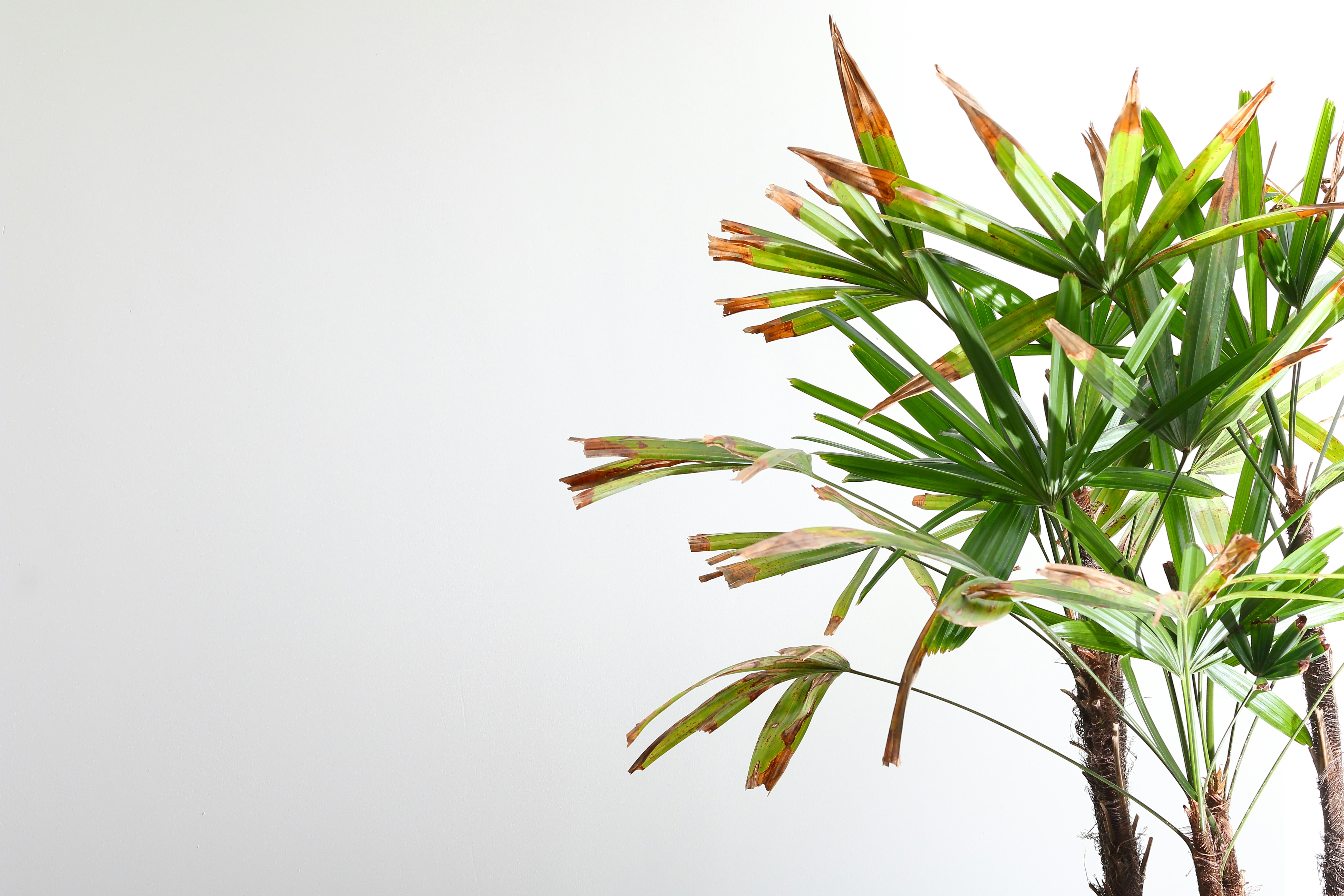 Photo by harpreetkaka