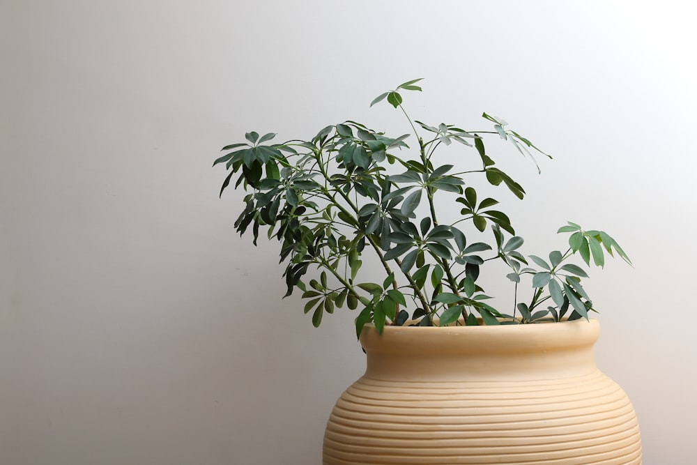 green plant on brown clay pot