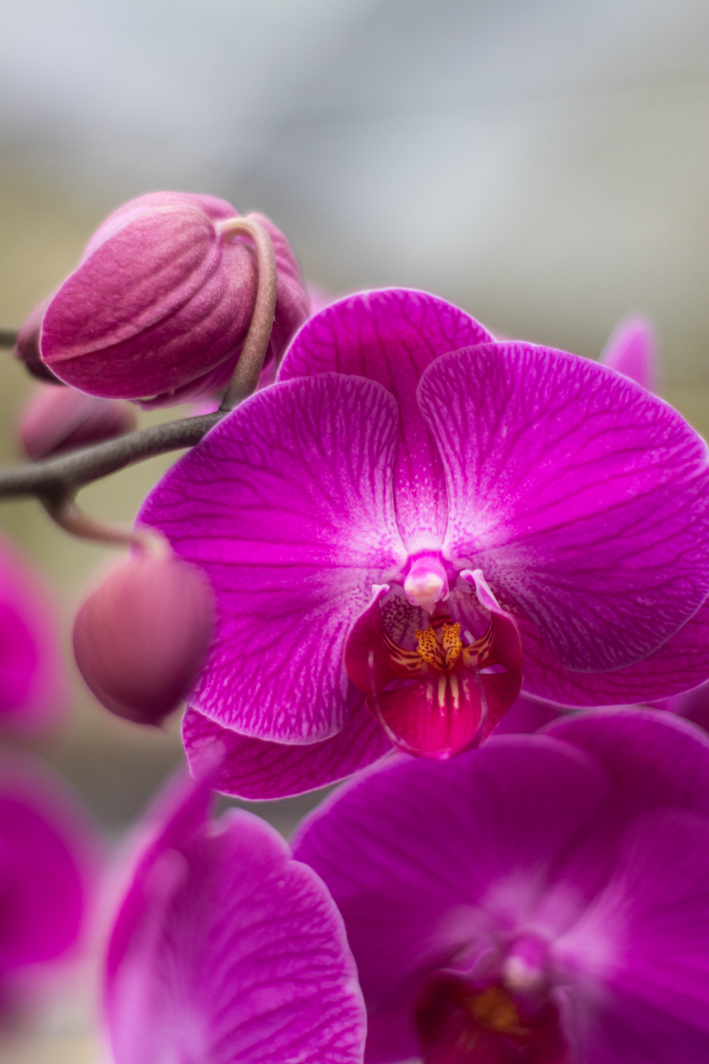 purple moth orchid in close up photography