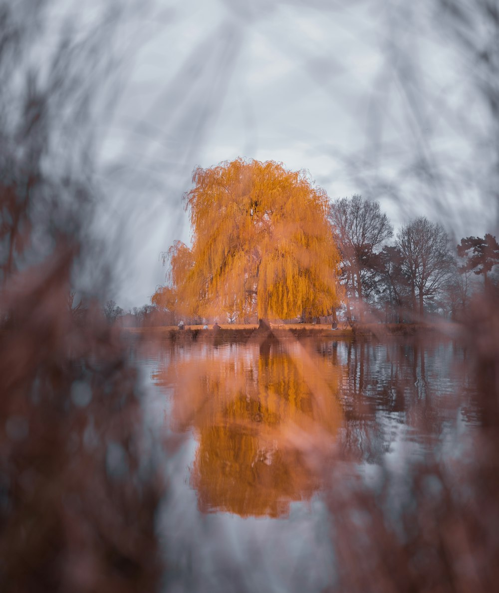 orange leaf trees on body of water during daytime