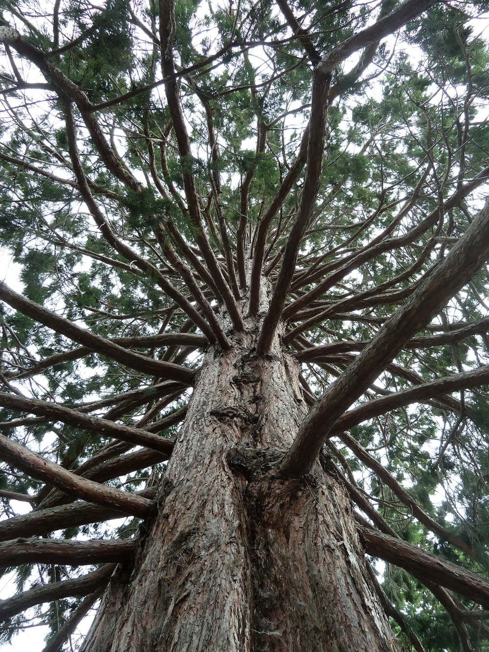 arbre brun avec des feuilles vertes pendant la journée