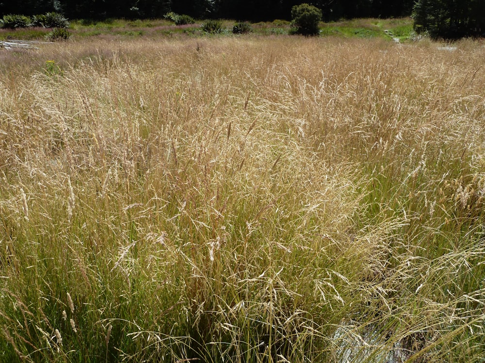 green grass field during daytime