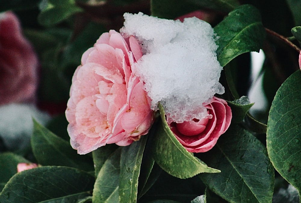 クローズアップ写真のピンクと白の花