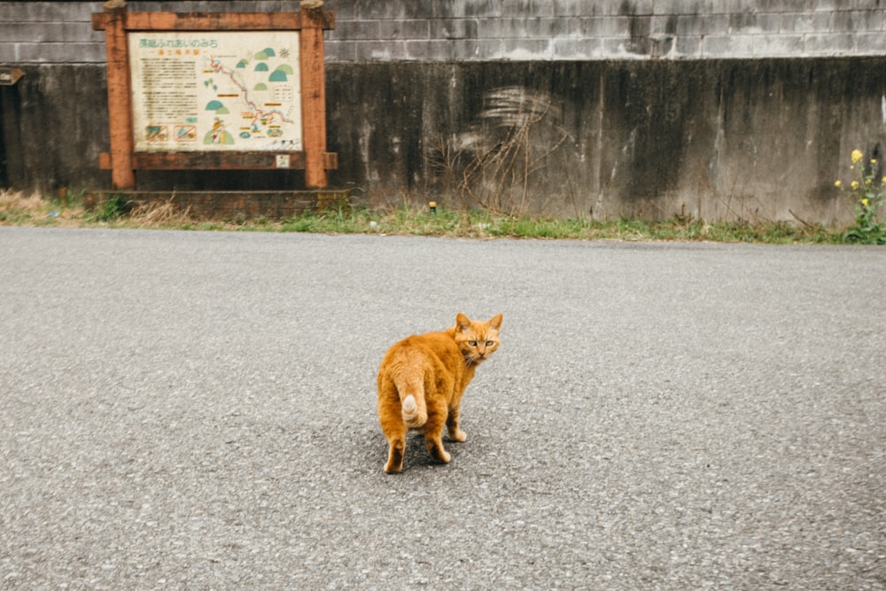 orange cat walking on gray asphalt road during daytime
