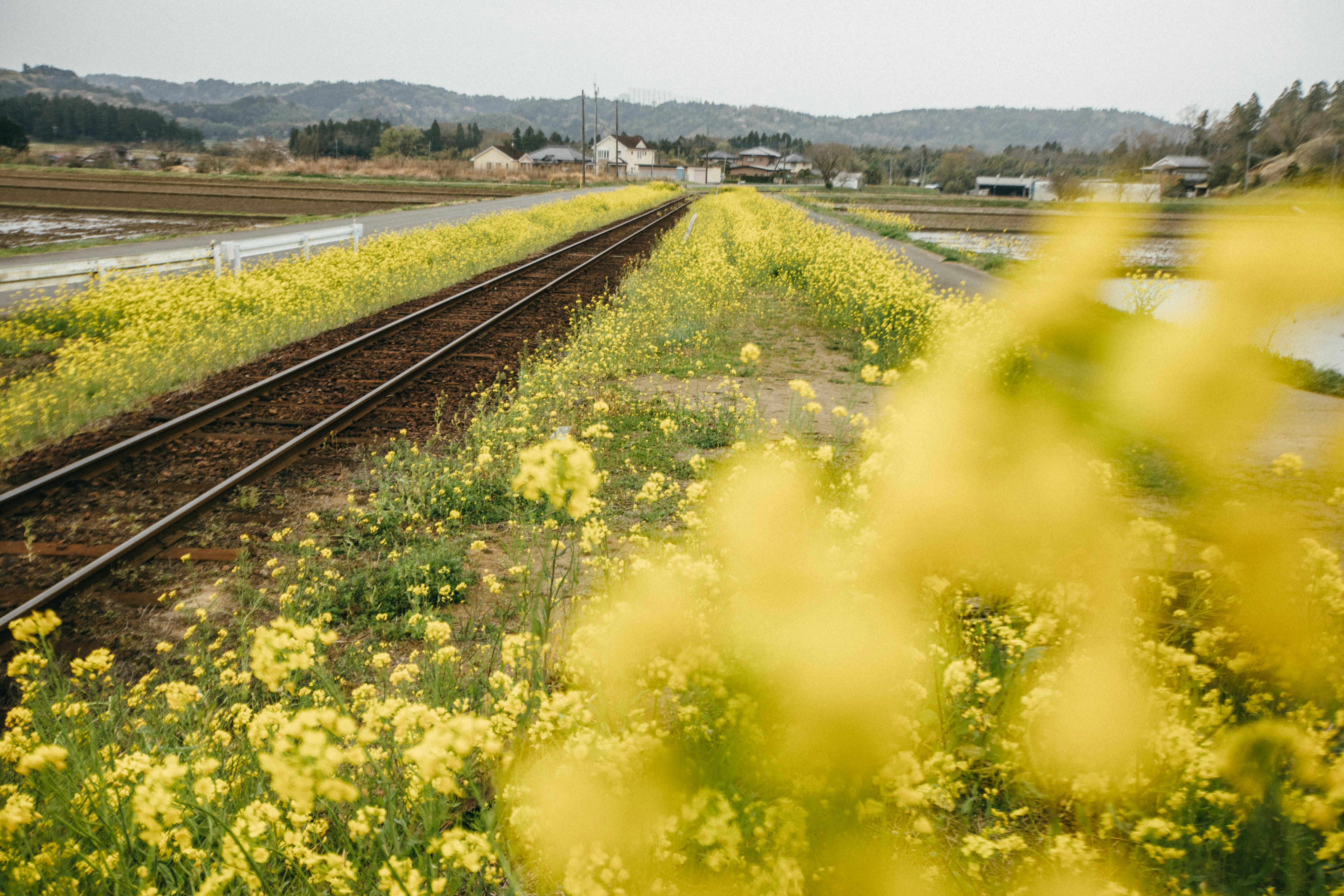 yellow flower field near body of water during daytime