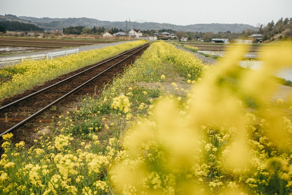 yellow flower field near body of water during daytime