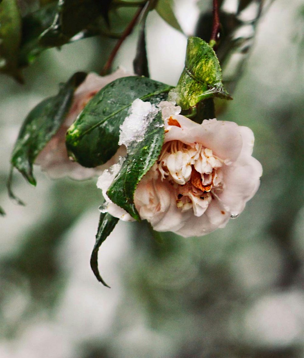 white and pink rose in bloom close up photo