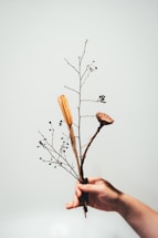 person holding brown dried flower