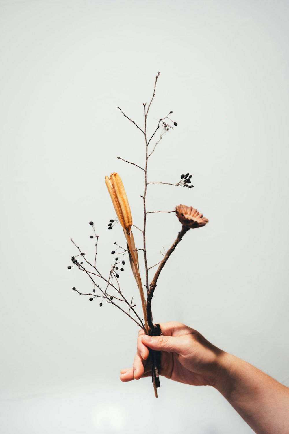 person holding brown dried flower