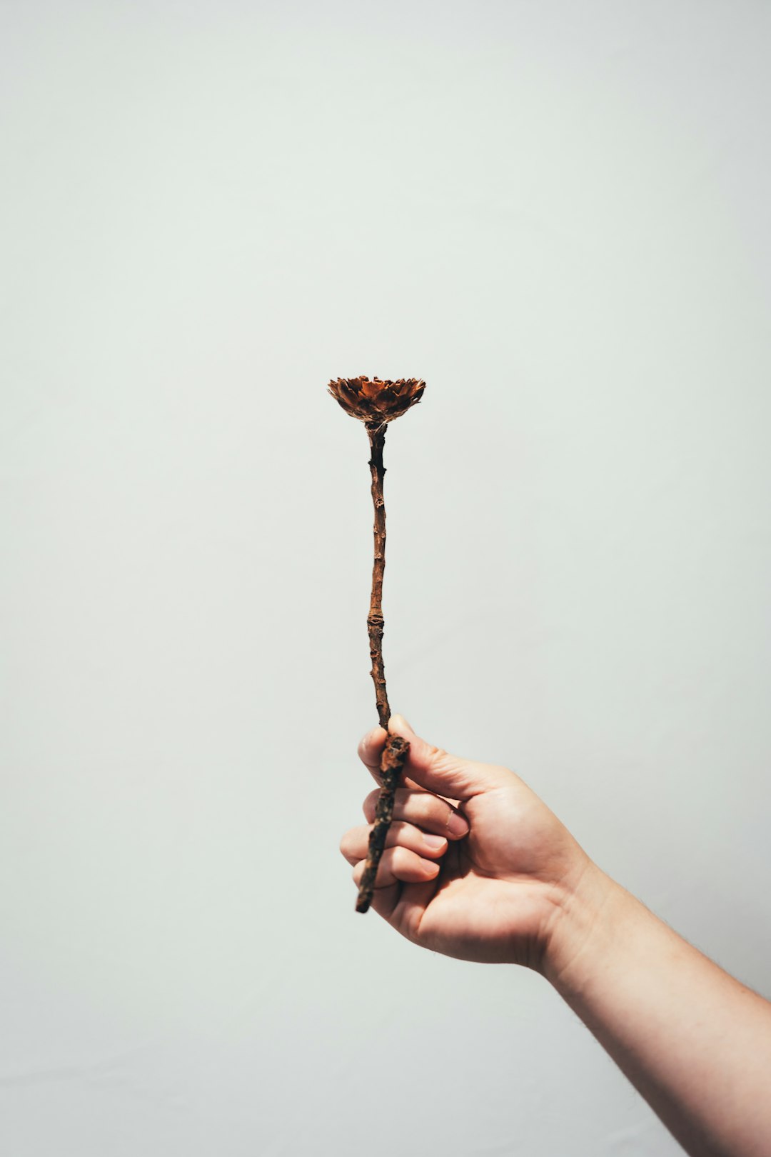 person holding brown stick with white background