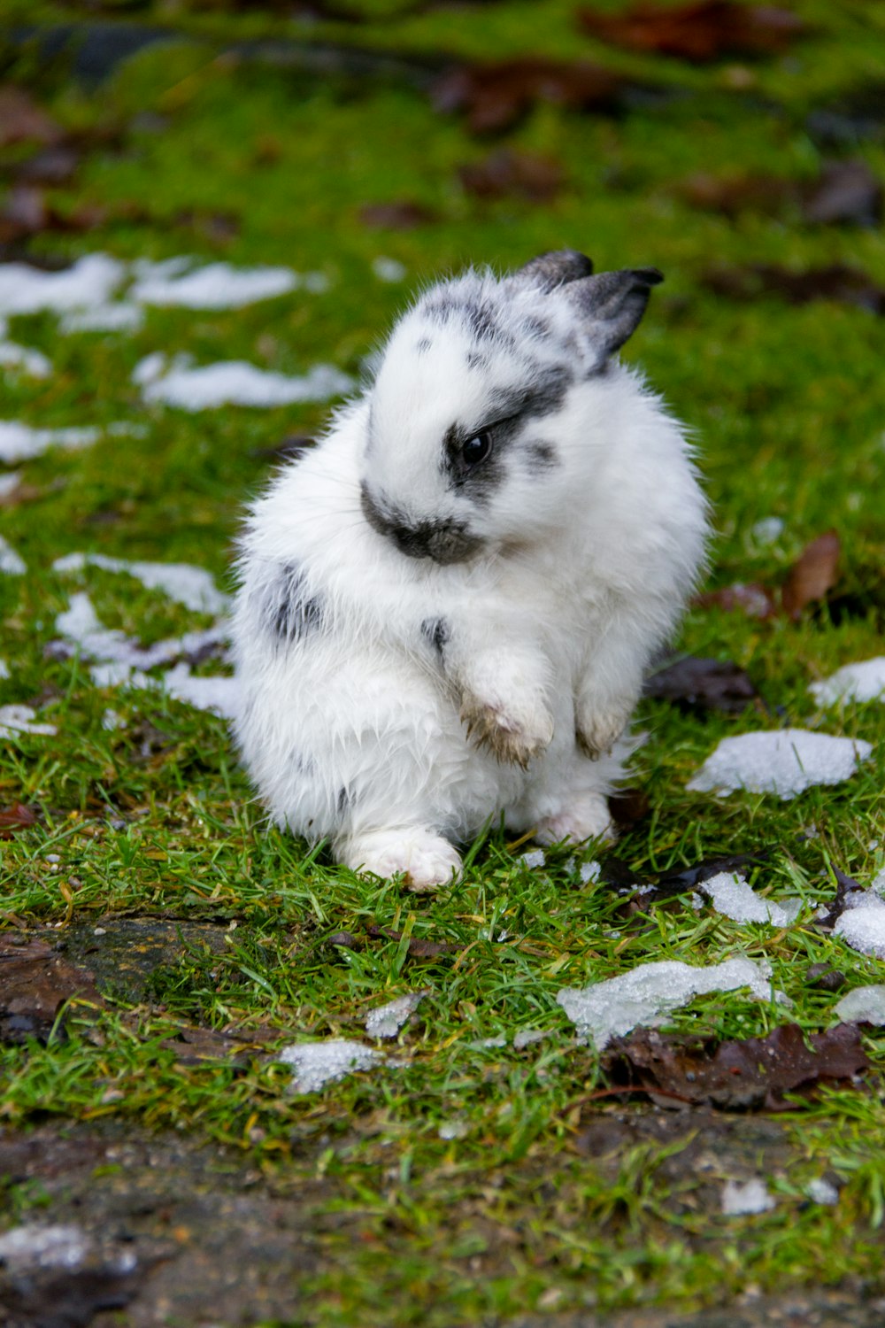 white and gray rabbit on green grass
