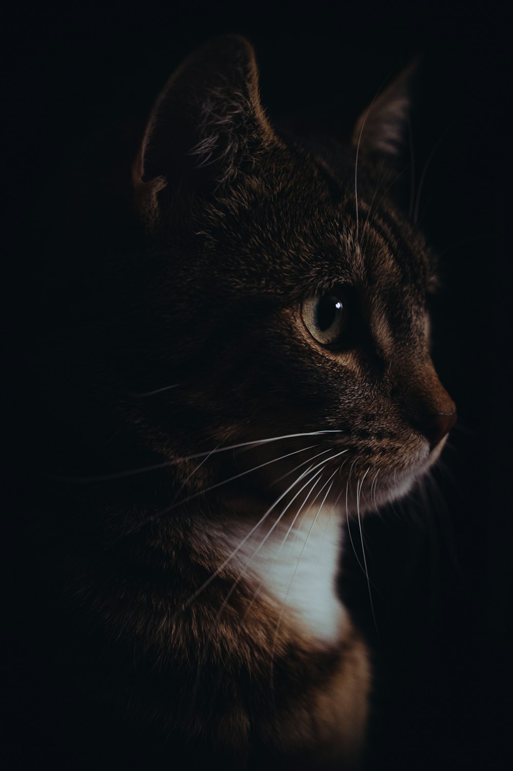 brown tabby cat on black textile