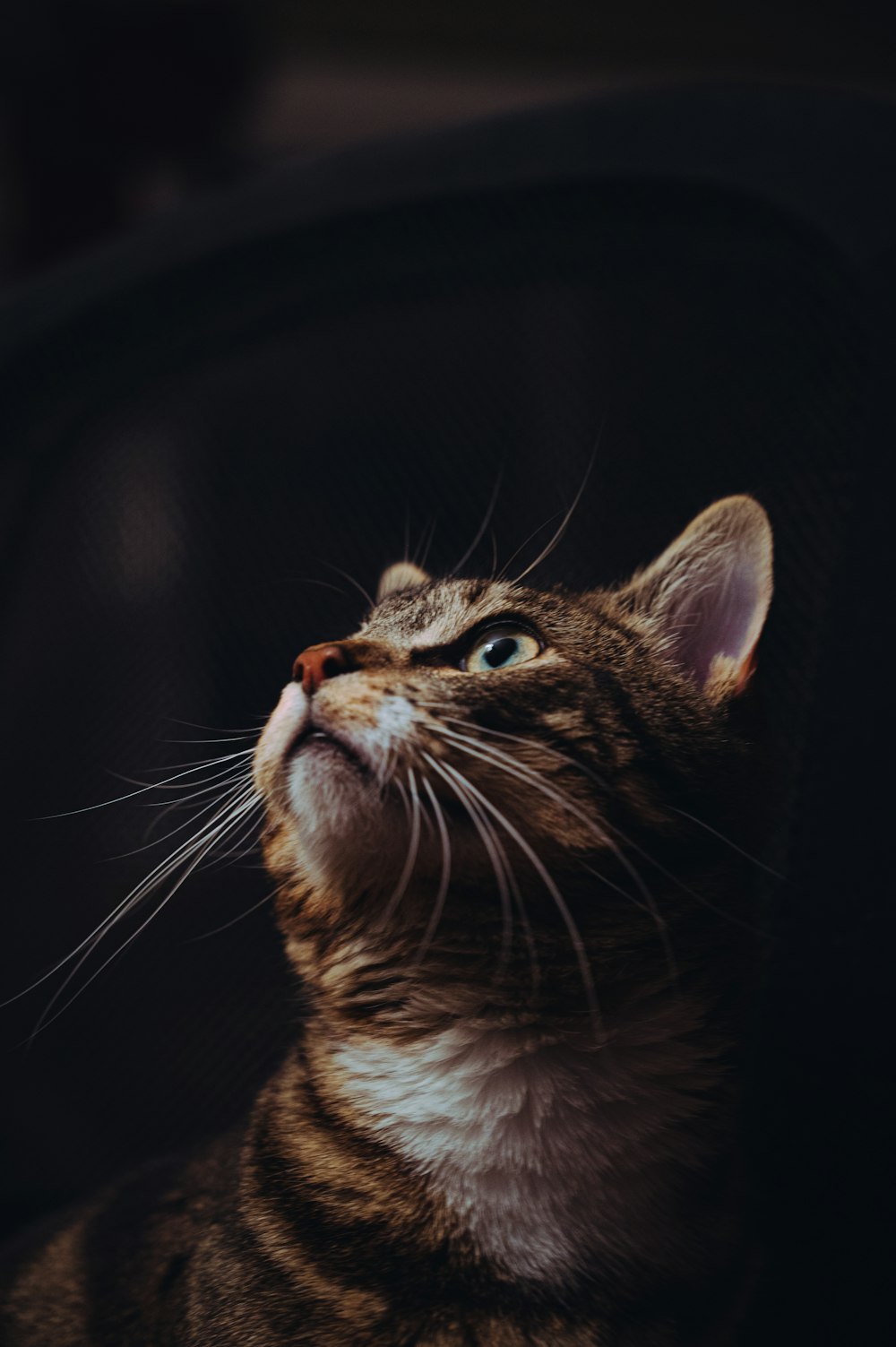 brown tabby cat in black background