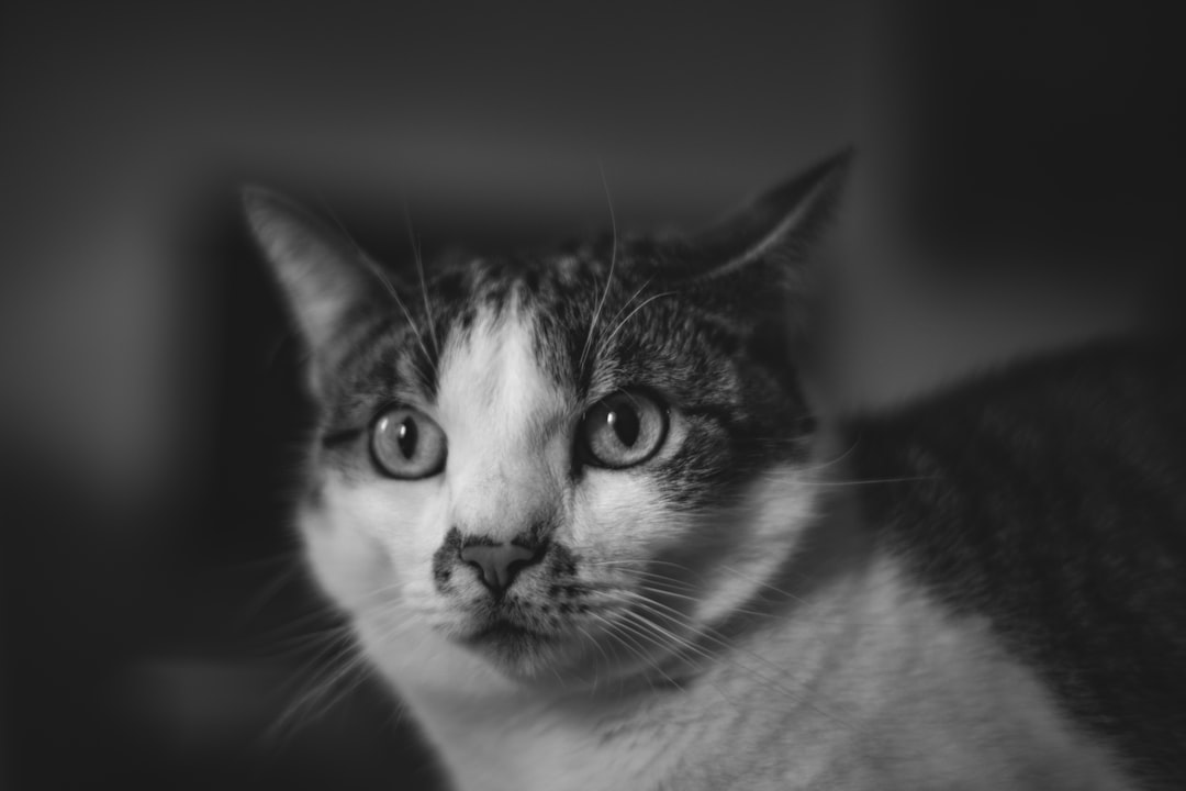 grayscale photo of white and black cat