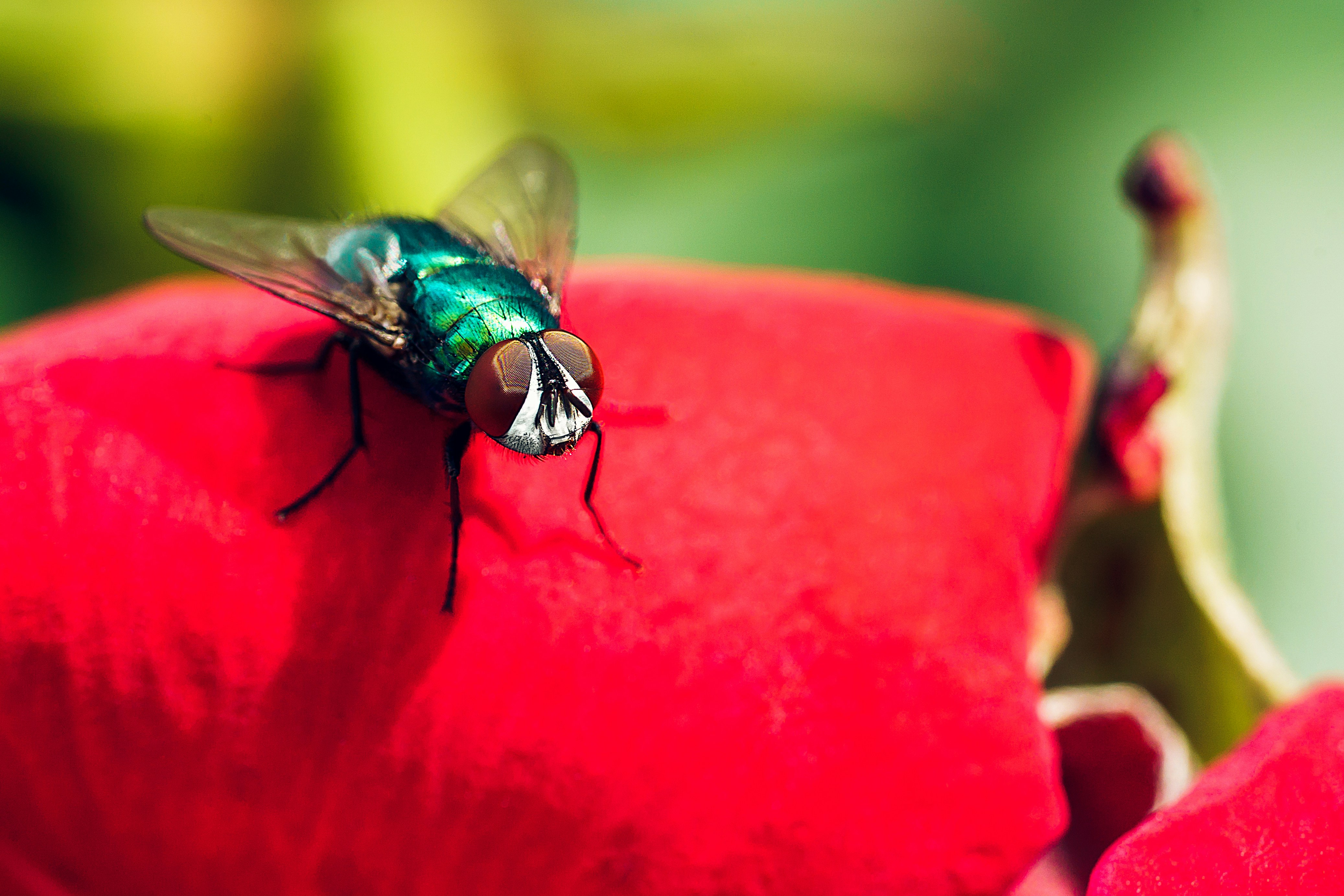 black fly on red flower