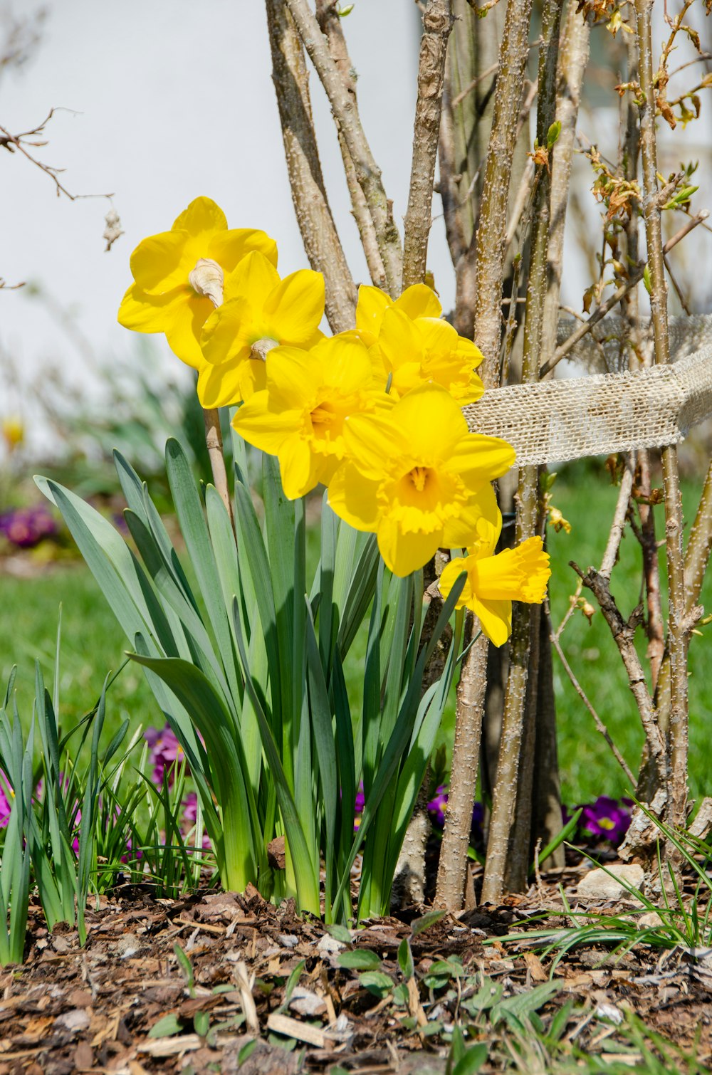 yellow daffodils in bloom during daytime