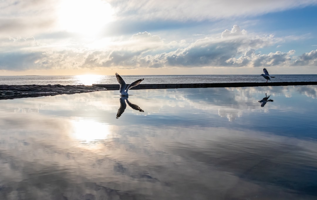 white bird flying over the sea during daytime