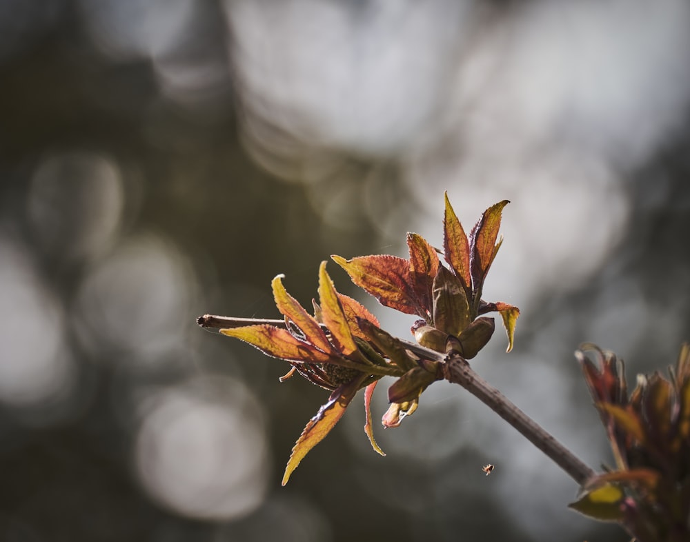 brown and green plant in tilt shift lens