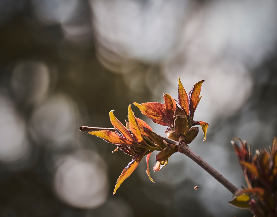 brown and green plant in tilt shift lens