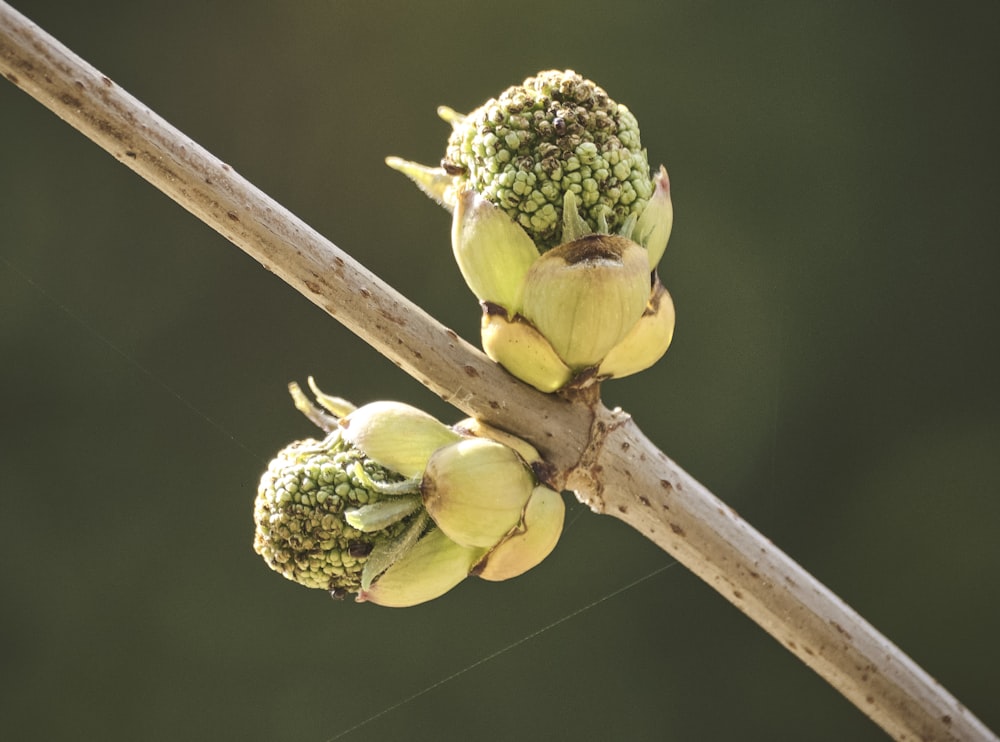 Boccioli di fiori verdi in lente decentrabile