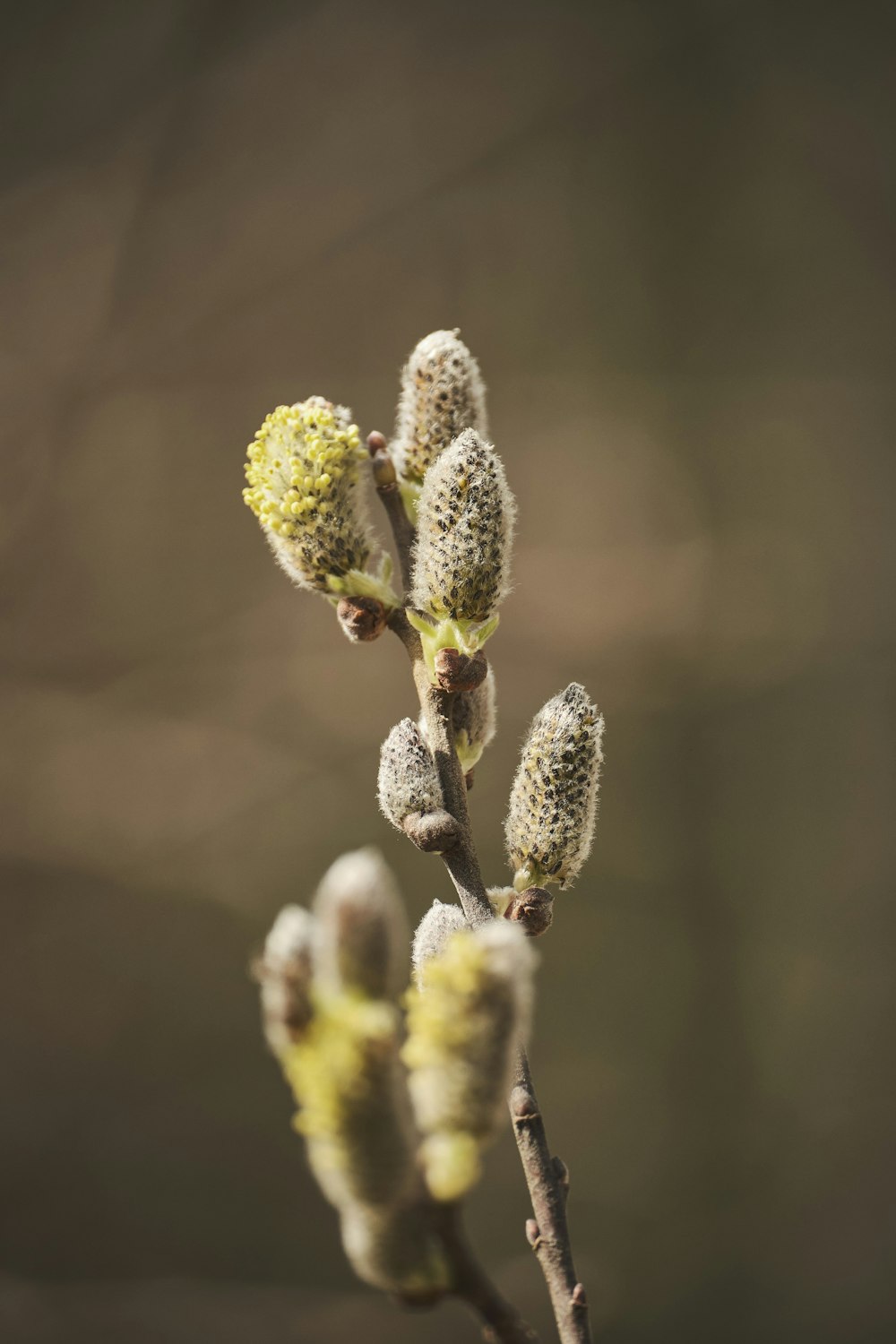 Plante verte et brune en photographie rapprochée