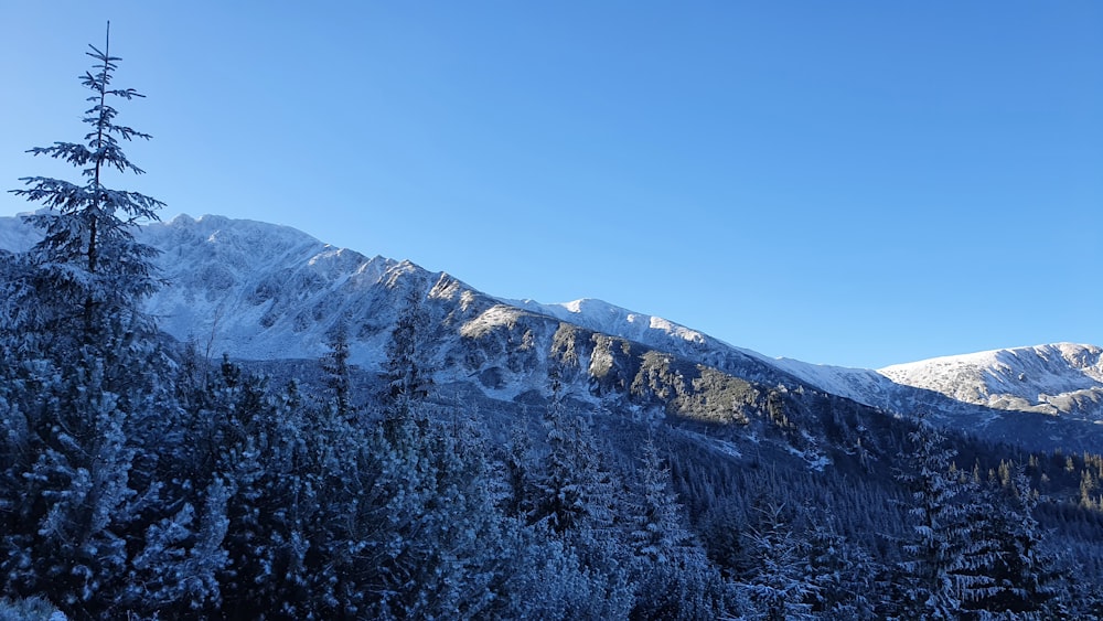 昼間の雪山