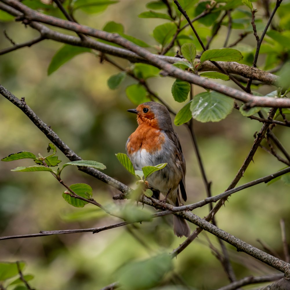 Pájaro marrón y naranja en la rama de un árbol durante el día