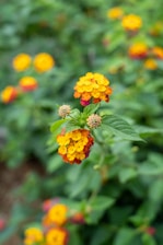 A close-up of vibrant yellow and orange lantana flowers with a blurred green foliage background. The flowers are clustered tightly, with some buds still in the process of blooming.