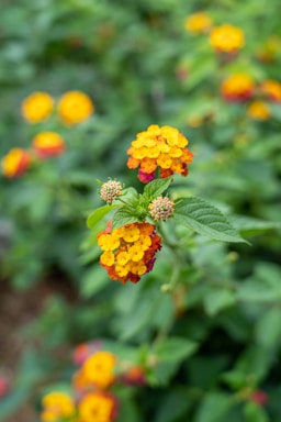 A close-up of vibrant yellow and orange lantana flowers with a blurred green foliage background. The flowers are clustered tightly, with some buds still in the process of blooming.
