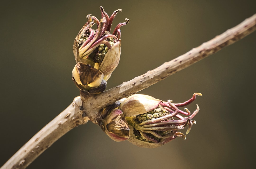 brown and red plant stem