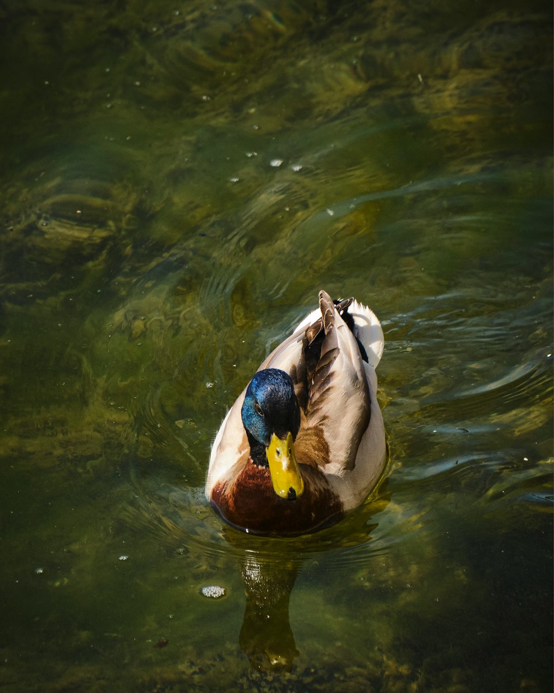 white and blue duck on water