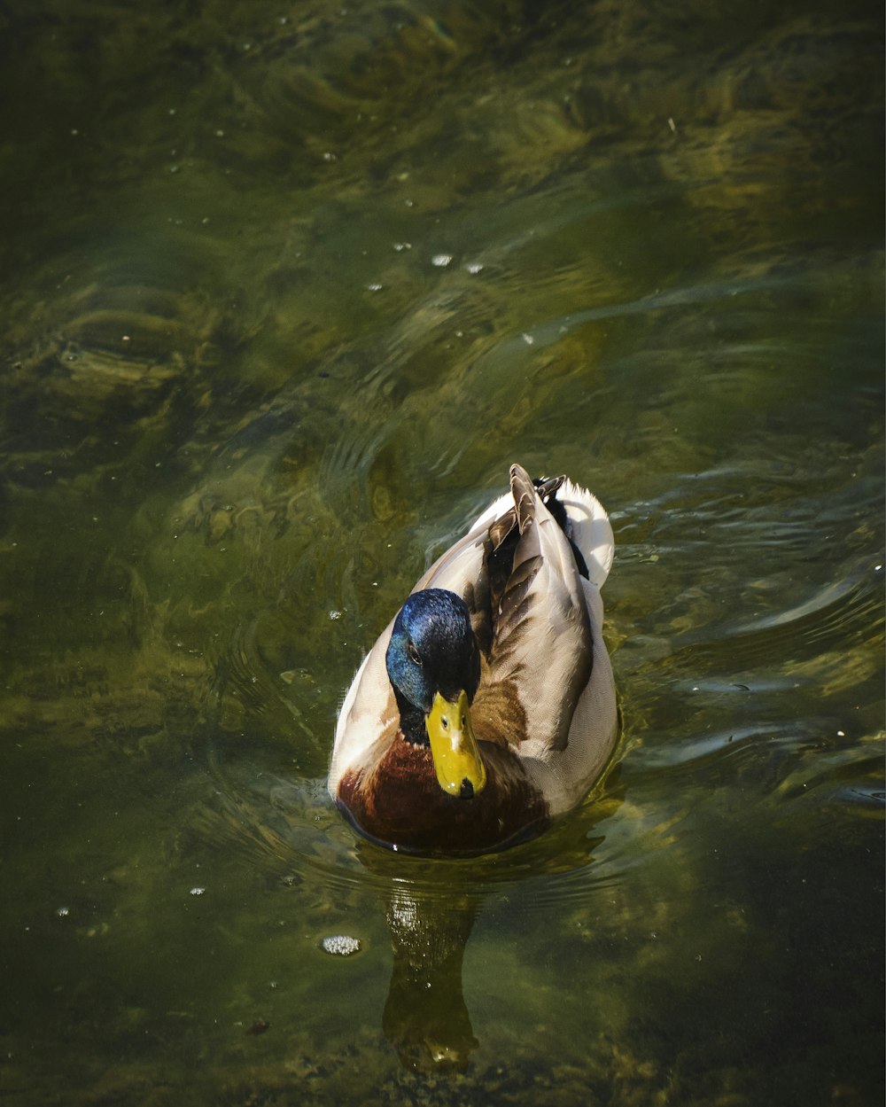 white and blue duck on water