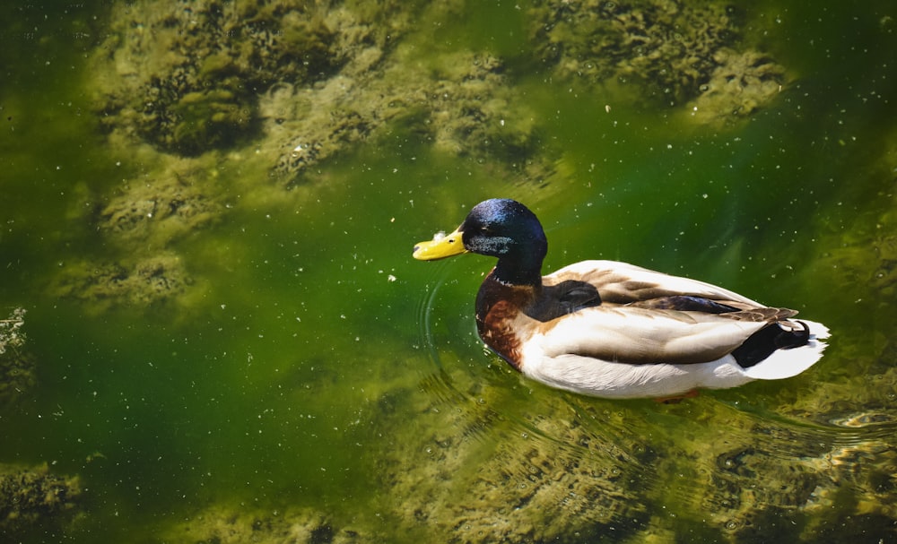 white and black duck on water