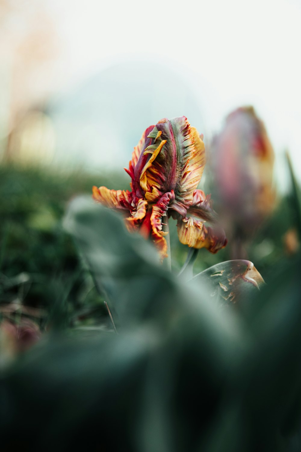 red and yellow flower in tilt shift lens